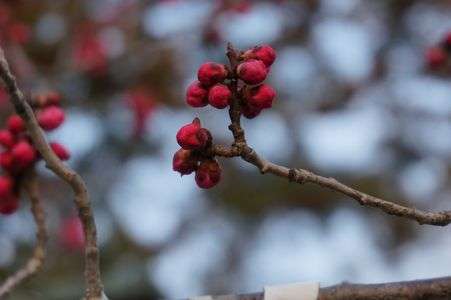 紅梅　まだ蕾