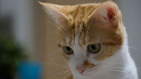 新しいレンズが来たよ！