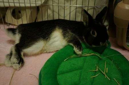 おもちゃと一緒に寝そべるまめ