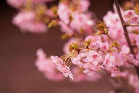 河津桜