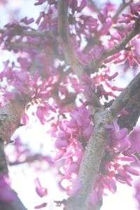 じいじの春の庭