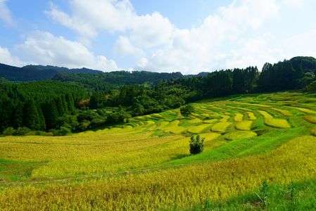 大山千枚田