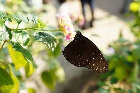 黒いかっこいい蝶々