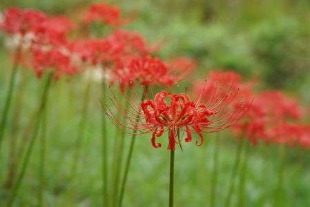 ヒガンバナ 2020