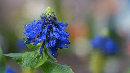 名も知らない花