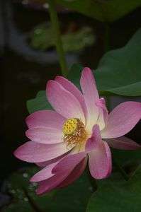 ハスとスイレン