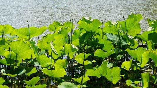 羽ばたくミドリ2018