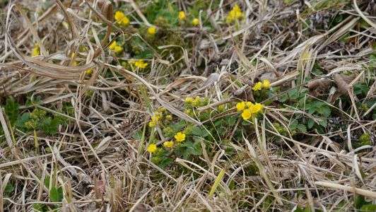 小さな春（植物編）