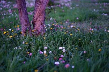 不思議の国の某