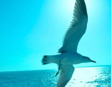 スカイライダー