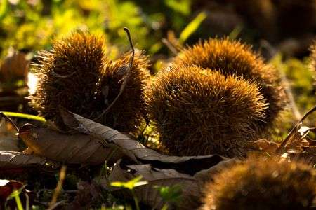 秋、みちのくにて