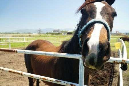 オメエ何もんだ？