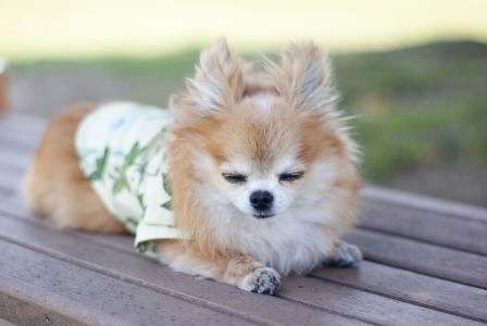 チワワのベンツ