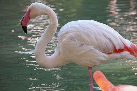 フラミンゴ　3