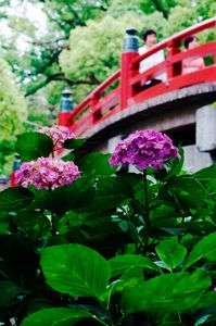 おたくさと赤橋