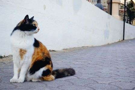 マルチーズ・ワイルドキャット