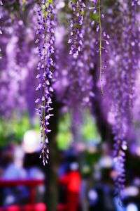 亀戸天神　藤まつり