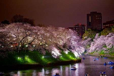 千鳥ヶ淵の夜桜