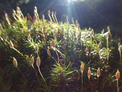 リアルピクミン