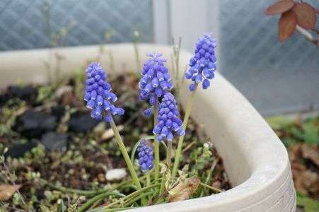 ムスカリがきれいです！