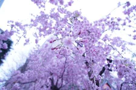 枝垂れ桜