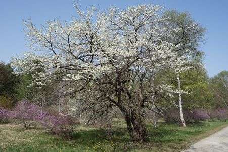 高樹齢の梅の木