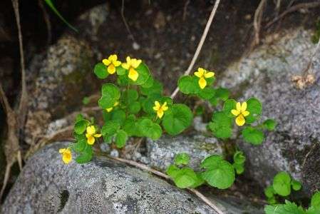 千畳敷カールの花々