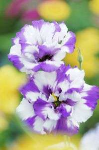 トルコギキョウ・マジシャンボーイ