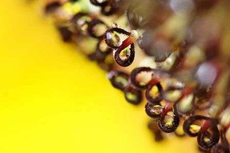 ヒマワリ・サンタスティック　ファイヤー