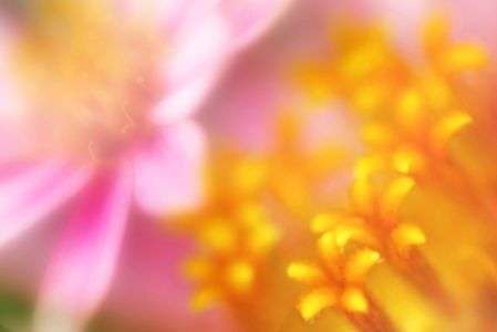 ジニア・プロフュージョン　チェリーバイカラー