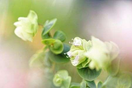 オレガノ・ロタンディフォリウム