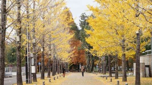 イチョウ並木