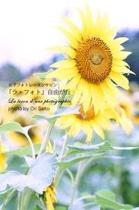 カメラが恋する世田谷のひまわり畑