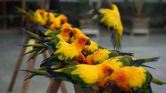 Feeding just before close...