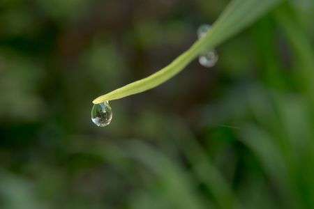 しずくが 落ちそう