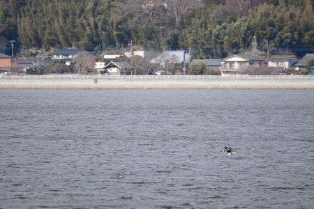 2016オオワシ確認