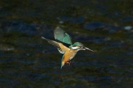 カワちゃん　ホバリング