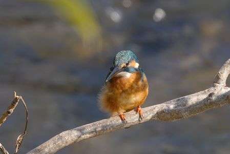 カワちゃんの羽毛