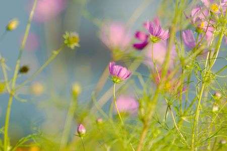 川沿いのコスモス