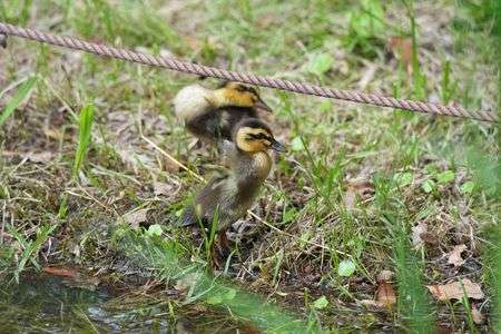 ちっちゃい翼でパタパタ！