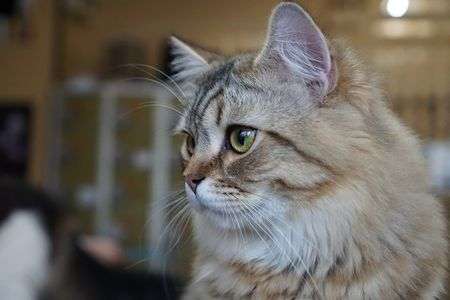 猫カフェの猫たち