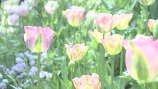 春色チューリップ