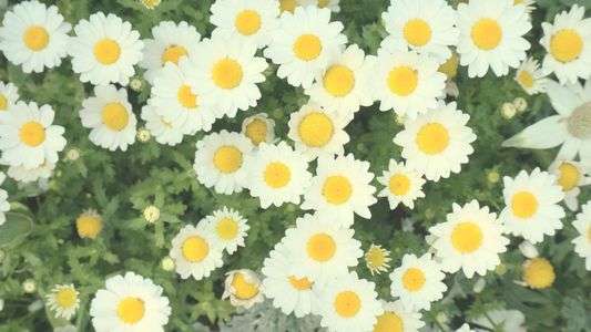 おひさまむいて