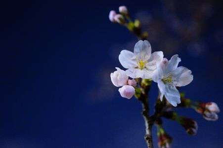 夜空に浮かぶ桜