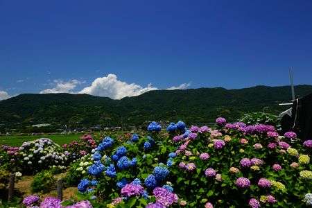 あじさいの里