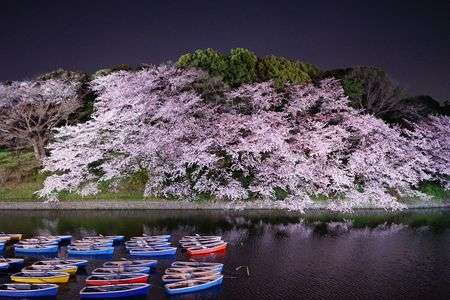 千鳥ヶ淵っ！！