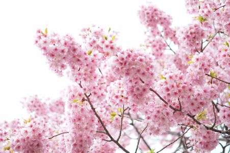 河津桜