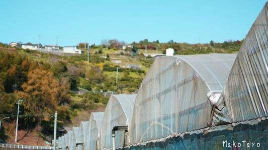 先生「は～い、ここに一列に並んでください～」