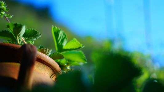 ナゾノクサどこにいんの。