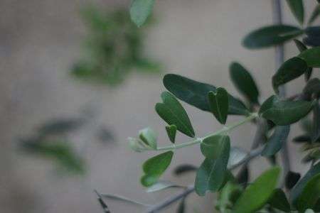 ハート形のオリーブの葉っぱ